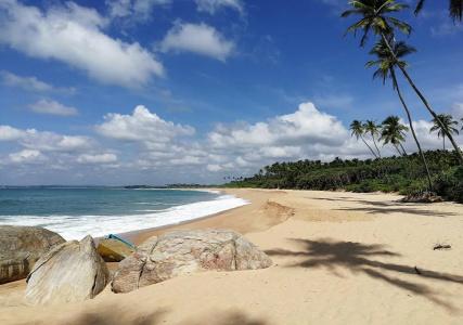 Turtle Paradise - 11
