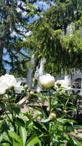 Albemarle Inn - - 14