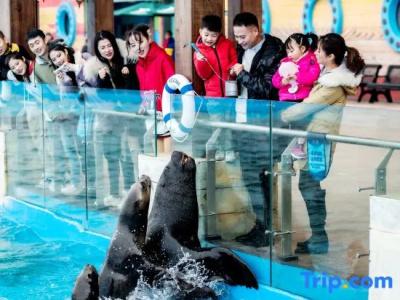 Shanghai Haichang Ocean Park Theme Resort - 25