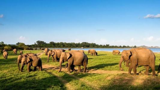 Sunshine Resort & Spa Sigiriya - 26