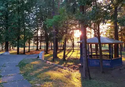 Сосны - 5