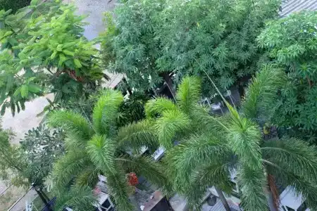 Montana Songkhla - 70