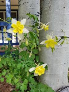 Apple Orchard Inn & Cottages - 16