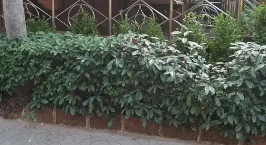 Ruean Mai Chai Khlong - 2