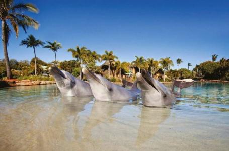 Sea World - 46