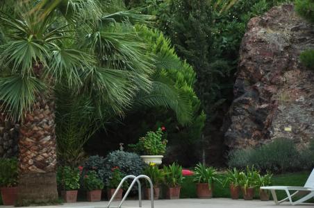 Palm Court Suites - 45