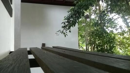 Garcinia Leaf - 98