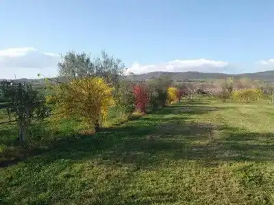 La Fraschetta - 34