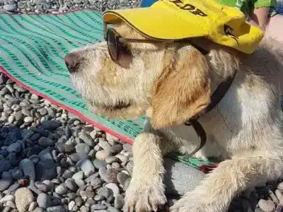 Magnolia Agmashenebeli - 25