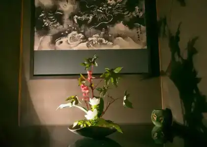 Hosta Toji San - 45