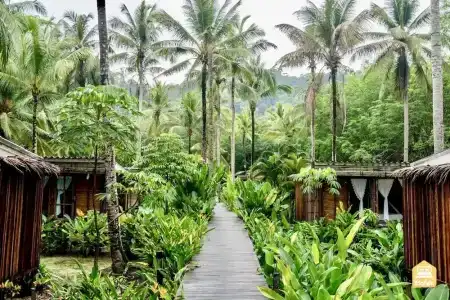 Jungle Koh - 50
