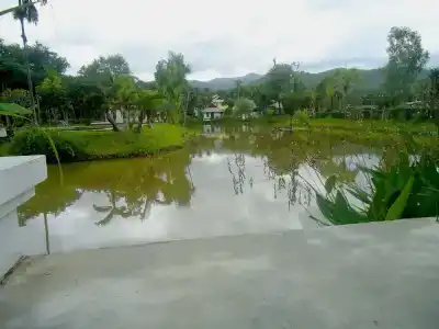 Bura Lumpai - 49