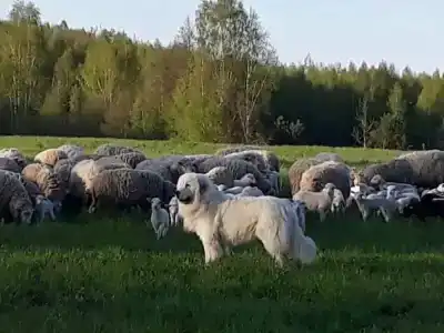 Хутор Ёдишки - 12