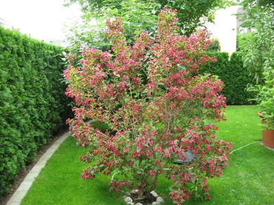 Kriemhild am Hirschgarten - 64