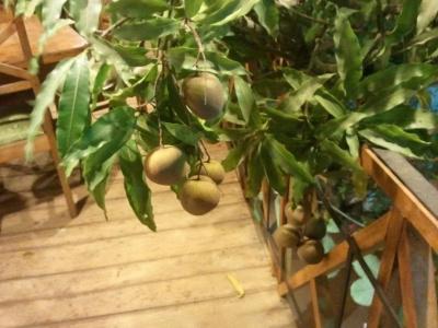 Mango Garden - 10
