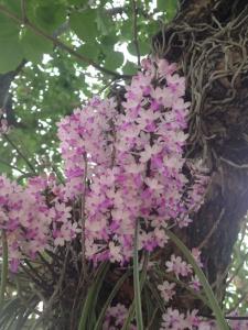 Green Garden - 13