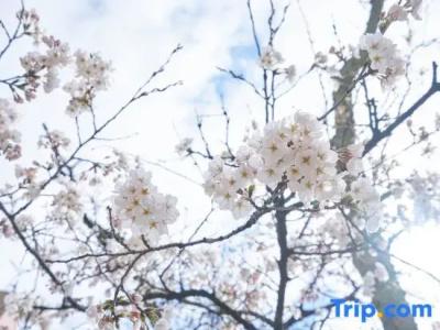 Fukui Castle - 41