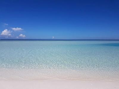Palm Garden - 18