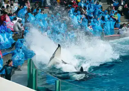Kamogawa Sea World - 12
