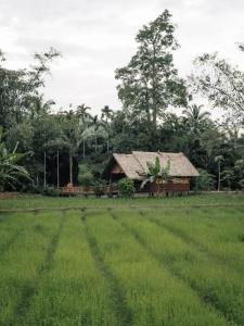 Our Jungle Camp - Eco Resort Sha Certified - 26