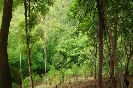 Sam's Jungle - 9