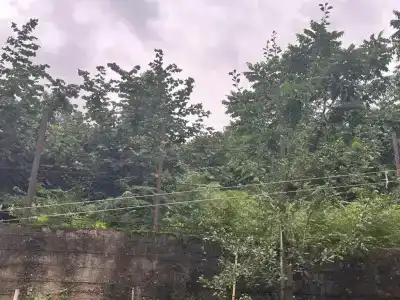 Dato - 14