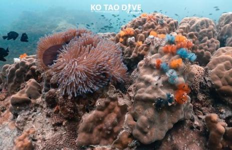 Ko Tao Resort Paradise Zone - Sha Plus - 68