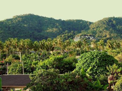 Tropical Sands - 15