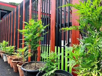 Thyme Xeriscape Hostel - 37
