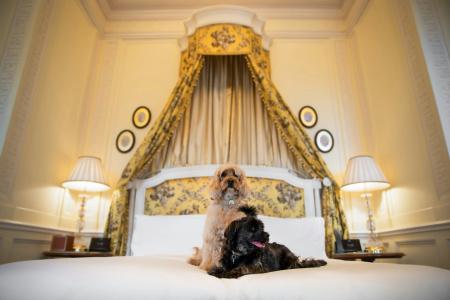 The Lanesborough, Oetker Collection - 2