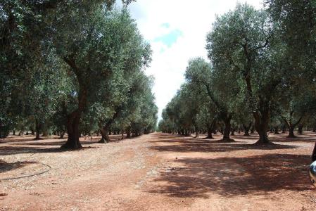 Terra di Leuca - 25