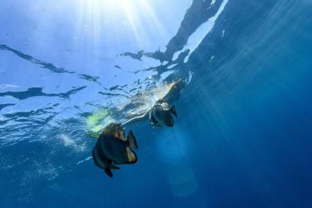 Sheraton Maldives Full Moon Resort & Spa - 41