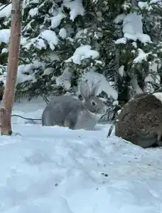 У Сейдозера - 1