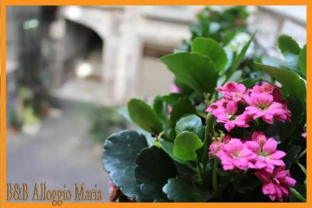 b&b Alloggio Maria - 74