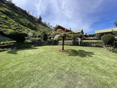 Tea Bush - 35