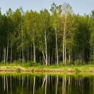 Дом в соснах - 25