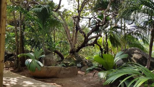 Cashew Nut Grove Chalets - 18