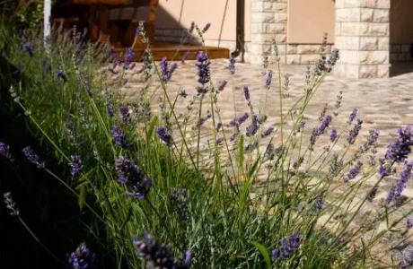 Bed & Breakfast Mario - 7