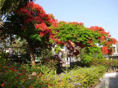 Sunsuites Carolina - 31