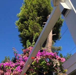 Ascot Büyükada - 14