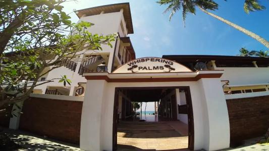 Whispering Palms - 31