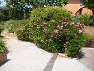 Les Restanques du golfe de St Tropez - 17