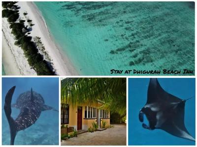 Dhigurah Inn - 9