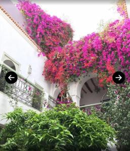 Riad Timila - 63