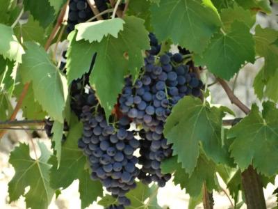 Agriturismo Montegonfoli - 34