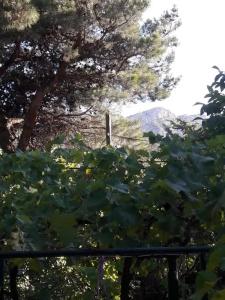 Cottage - 19
