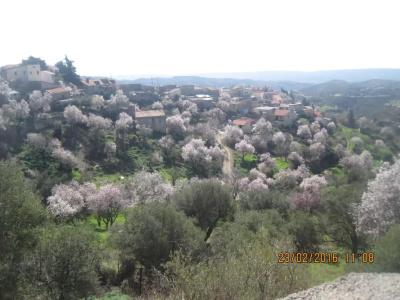 Oinochori - 17