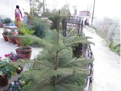 Manohara - 10