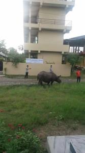 Sauraha - 3