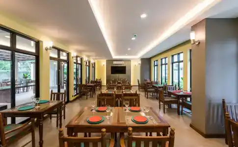 Olive Tree - 19